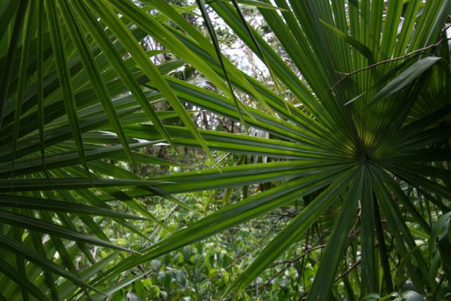 Striking, verdant palm leaves purposely obscure our path as we head back, breathing a reminder of the Maya into our souls